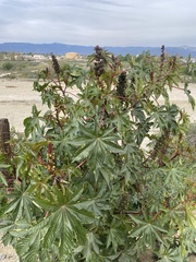 Ricinus communis
