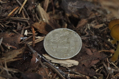 Rhizomarasmius setosus