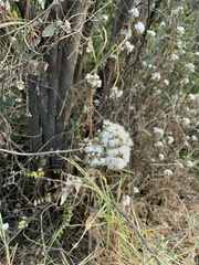 Ageratina glabrata