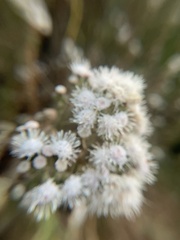 Ageratina glabrata