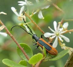 Stenoderus suturalis