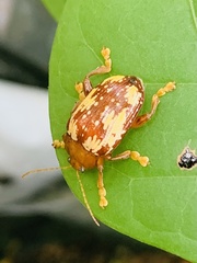 Podontia congregata