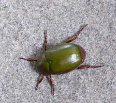 Anomala albopilosa