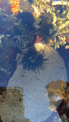 Isactinia olivacea