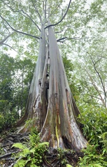 Eucalyptus deglupta