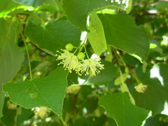 Tilia cordata