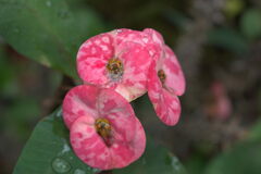 Euphorbia milii