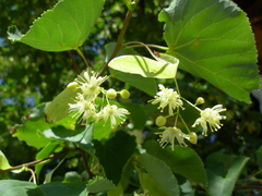 Tilia cordata