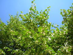 Tilia cordata