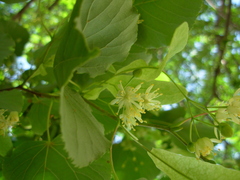 Tilia cordata