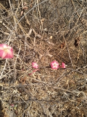 Ipomoea conzattii