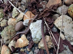 Oligosoma aeneum