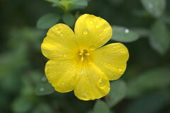 Linum flavum