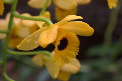 Dendrobium fimbriatum