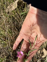 Convolvulus erubescens