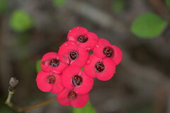 Euphorbia milii