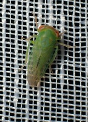 Batracomorphus