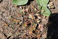 Juncus ranarius