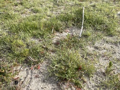 Pectocarya penicillata