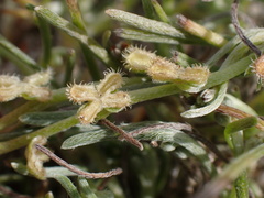 Pectocarya penicillata