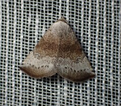 Mataeomera mesotaenia