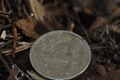 Rhizomarasmius setosus