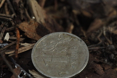 Rhizomarasmius setosus