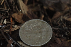Rhizomarasmius setosus