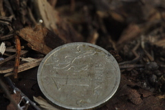 Rhizomarasmius setosus