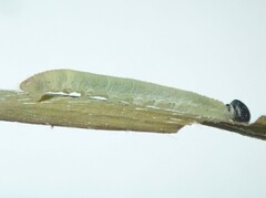 Taractrocera