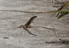 Sphenomorphus maculatus