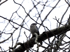 Aphelocoma californica