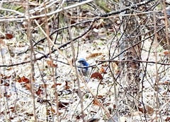 Aphelocoma californica