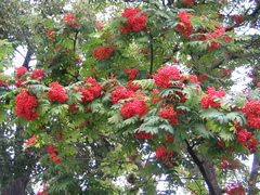 Sorbus aucuparia