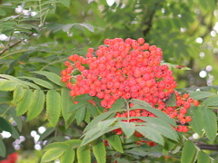 Sorbus aucuparia