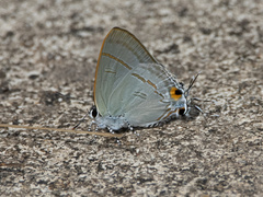 Hypolycaena erylus