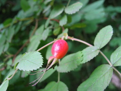 Rosa viarum