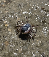 Mictyris longicarpus