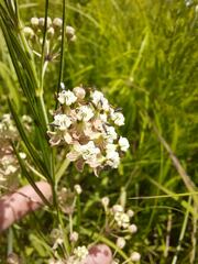 Asclepias verticillata