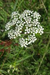 Bifora americana