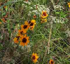 Coreopsis