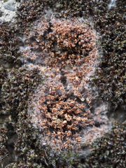 Athelia arachnoidea
