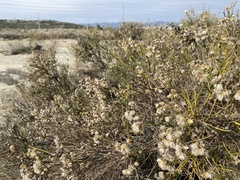 Lepidospartum squamatum