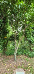 Syzygium aqueum