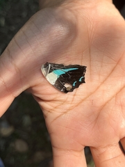 Graphium teredon