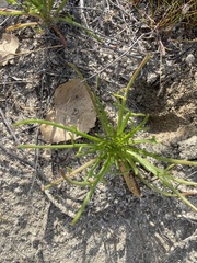 Chaenactis glabriuscula