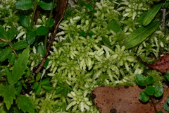 Sphagnum falcatulum
