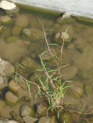 Paspalum distichum