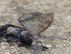 Charaxes bernardus