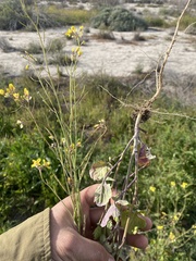Brassica fruticulosa